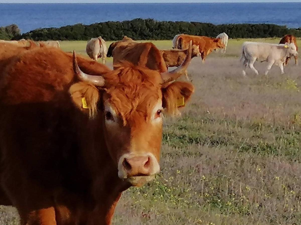 Fattoria Di Anja E Marco Villa Costa Rei Kültér fotó